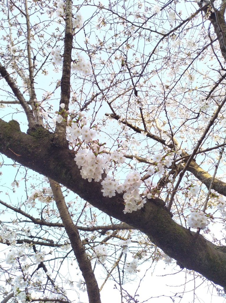 Galhos de uma árvore de cerejeira em flor com flores brancas e um céu azul claro ao fundo.